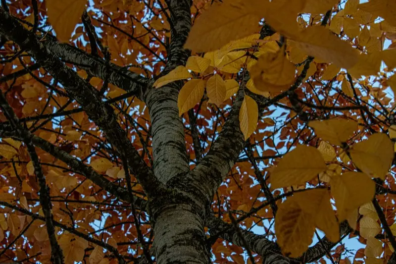 感情線が枝分かれする意味【本数別に解説】手相占い