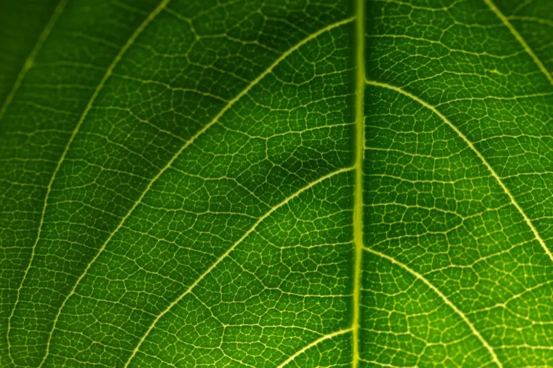 生命線の見方と意味【完全版】短い・切れてる・枝分かれの真実