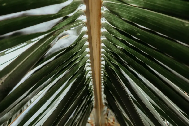 手相の真ん中の線は何？手のひらの中央を走る線の意味を解説